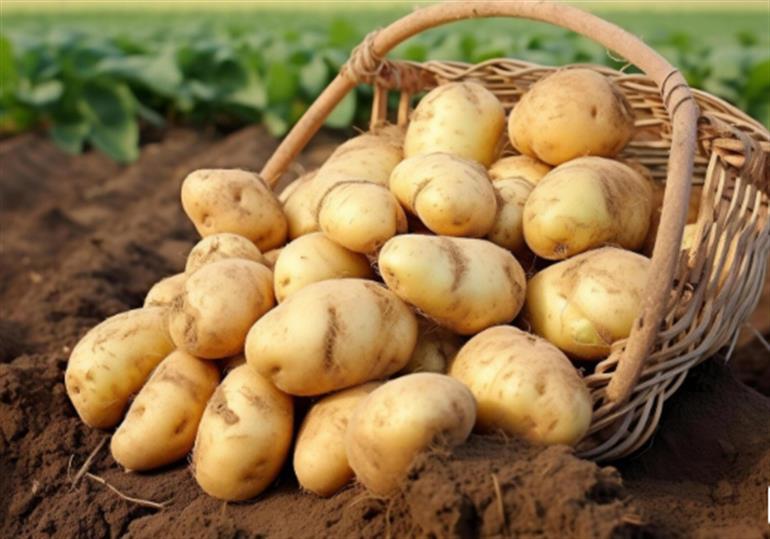 ਮਾਲਵੇ ਦੀ ਆਲੂ ਅਰਥਵਿਵਸਥਾ ਹਿੱਲੀ : ਬੰਪਰ ਫਸਲ, ਡਿੱਗੇ ਭਾਅ ਤੇ ਖਾਲੀ ਕੋਲਡ ਸਟੋਰਾਂ ਨੇ ਕਿਸਾਨਾਂ ਨੂੰ ਪਾਇਆ ਘਾਟੇ ’ਚ